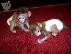 PoulaTo: Κείμενο των πιθήκων Capuchin & Marmoset 237651127716